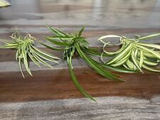 Live spider plant for sale  Sacramento