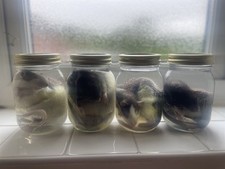 Taxidermy wet specimen for sale  TEWKESBURY