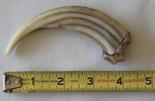 animal claws for sale animal claws for sale Phoenix