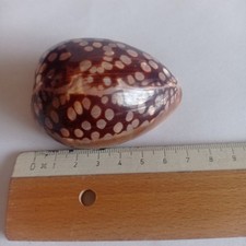 Cypraelidae tollem muster gebraucht kaufen  Gärtringen