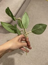 Hoya carnosa heirloom for sale  DIDCOT