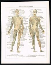 Anatomia humana, sistema muscular e circulatório, impressão médica antiga, Meyers 1925 comprar usado  Enviando para Brazil