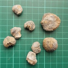 Fossilised brachiopods specime for sale  MANCHESTER