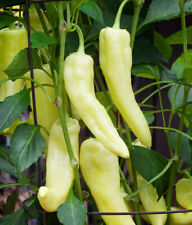 Sweet banana pepper for sale  BURTON-ON-TRENT