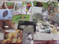 Postcard birds job for sale  SHEFFIELD