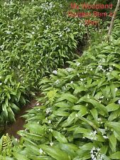 150 wild garlic for sale  MAYBOLE