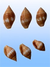 Mitridae pseudonebularia cocum usato  Roma