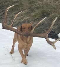 Individual hard long for sale  Missoula