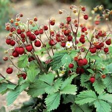 Wild strawberry fragaria for sale  GREENOCK