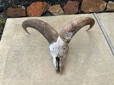 Aoudad sheep skull for sale  Alvin