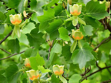 Tulip poplar live for sale  Center