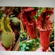 Nepenthes veitchii song for sale  PRENTON