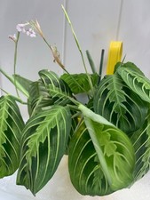 prayer plant for sale  Woodhaven