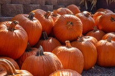 pumpkin seeds for sale  SALISBURY