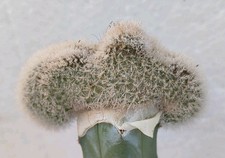 Pygmaeocereus densiaculeatus c usato  Lecce