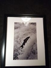 Framed photo salmon for sale  PEEBLES