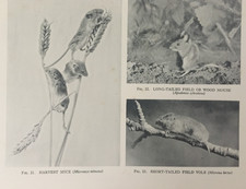 Antique nature print for sale  TORRINGTON