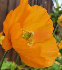 Welsh poppy bright for sale  GILLINGHAM