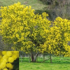 Acacia dealbata evergreen for sale  LIVERPOOL