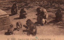 Cpa algerie blida d'occasion Cpa algerie blida d'occasion  Gennevilliers