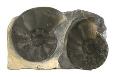 Trias standstück ceratites gebraucht kaufen  Erlangen