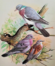 Wood pigeon. turtle for sale  NELSON