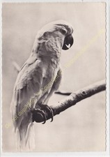 Rppc photo oiseau d'occasion  Amboise
