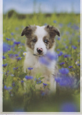 Border collie puppy gebraucht kaufen  Parkstein