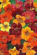 Flower nasturtium whirlybird for sale  WREXHAM