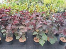 Cercis canadensis forest gebraucht kaufen  Dillingen a.d.Donau