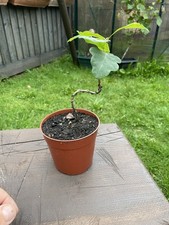 English oak bonsai for sale  PEMBROKE