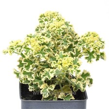 Geranium prince rupert for sale  Winter
