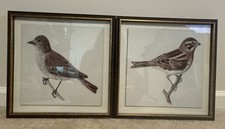 Spring soliders bird for sale  Inman