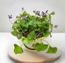 Viola sororia live for sale  Tallahassee