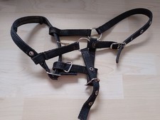 Halter shetty fohlen gebraucht kaufen  Fröndenberg/Ruhr