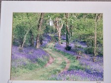 Bluebells chenson farm for sale  BUDLEIGH SALTERTON