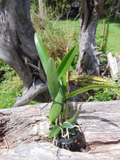 Cattleya schofieldiana kodoma for sale  Arcadia