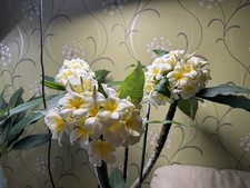 Multi tip plumeria for sale  TEWKESBURY
