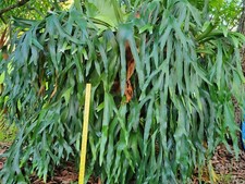 Staghorn fern live for sale  Hollywood
