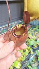 Nepenthes viking ampullaria for sale  HUNTINGDON