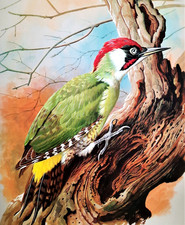 Green woodpecker tree. for sale  NELSON