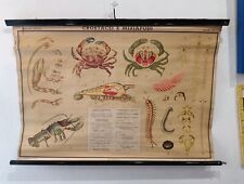 Tavola didattica crostacei usato  Torino