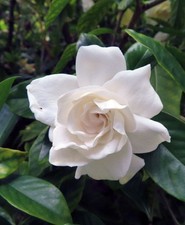 Aimee gardenia jasmine for sale  Hudson