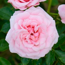 Patio rose pretty for sale  UK