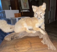 Red fox full for sale  Brookings