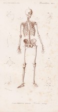 Esqueleto humano retrato gravura em aço Orbigny 1849 comprar usado  Enviando para Brazil