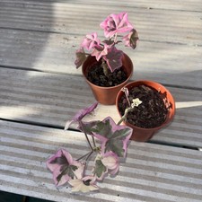 Pelargonium élégante ivy for sale Pelargonium élégante ivy for sale  SOUTHEND-ON-SEA