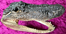 Alligator head large for sale  CANVEY ISLAND