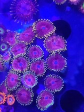 Lime chilli zoas for sale  STOCKPORT