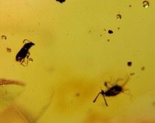 MA3 AMBAR FÓSIL con 2 ESCARABAJOS, CRETÁCICO, Burmite, ámbar con insecto segunda mano  Embacar hacia Mexico